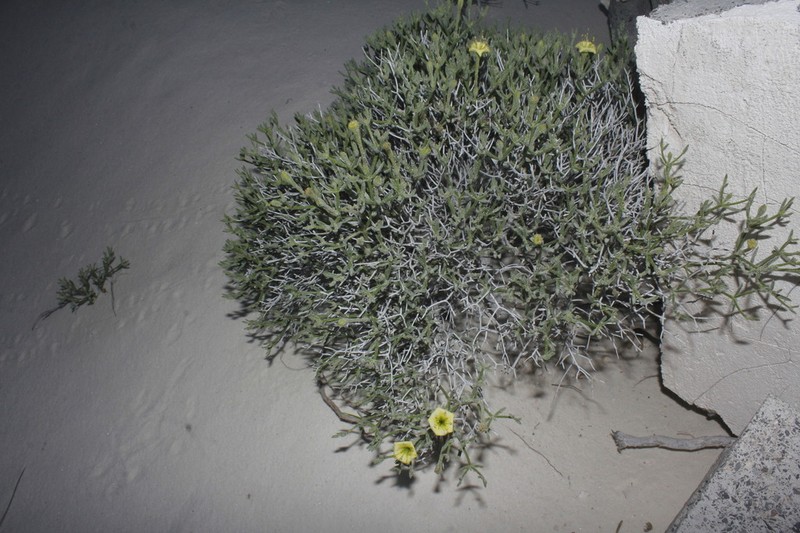 Acleisanthes purpusiana photo 2