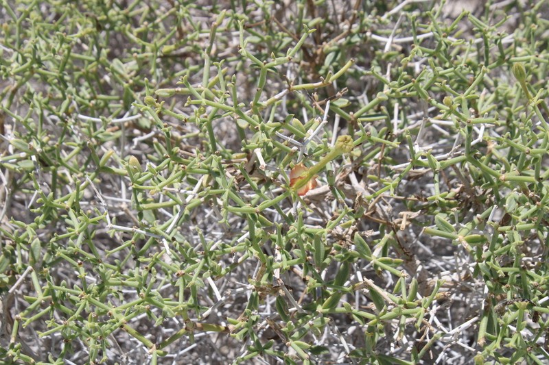 Acleisanthes purpusiana photo 4