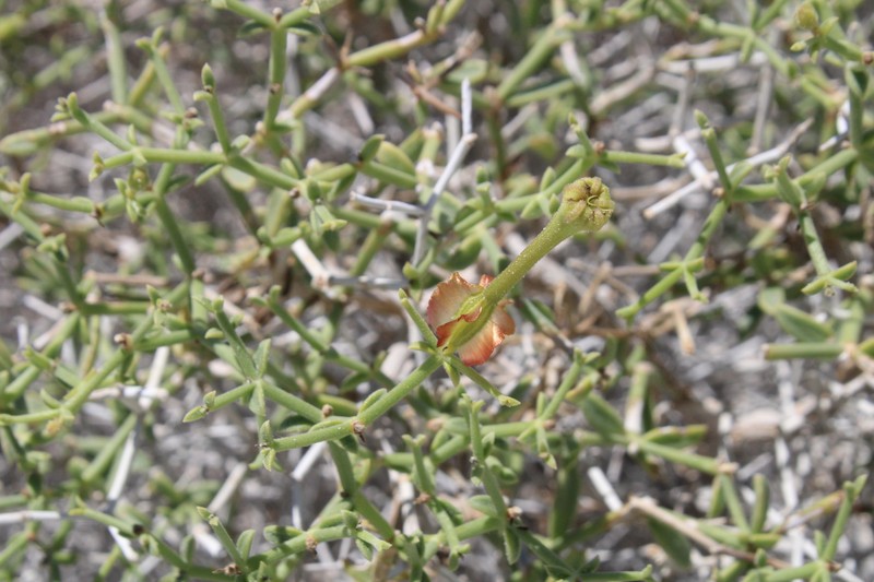 Acleisanthes purpusiana photo 7