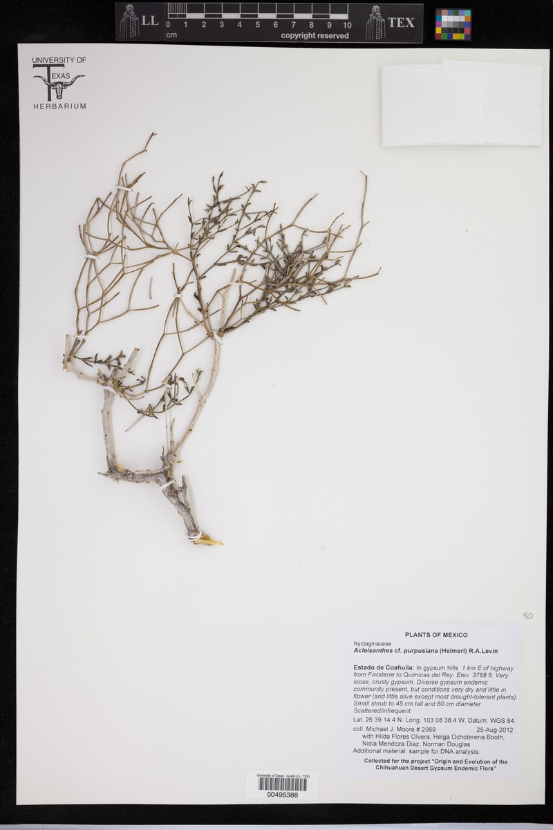 Acleisanthes purpusiana photo 8