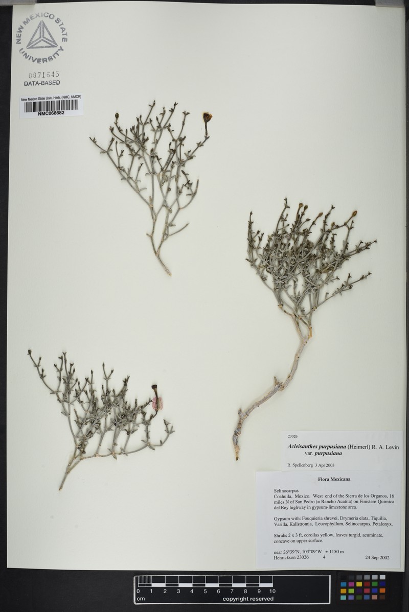 Acleisanthes purpusiana var. purpusiana