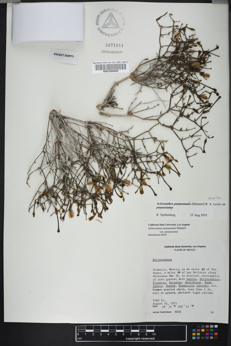 Acleisanthes purpusiana var. purpusiana photo 3