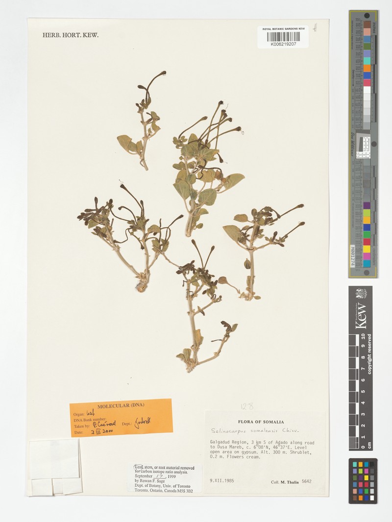 Acleisanthes somalensis