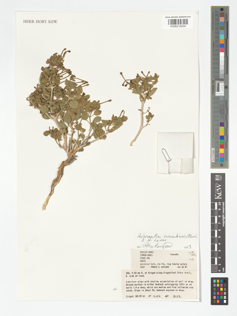 Acleisanthes somalensis photo 2