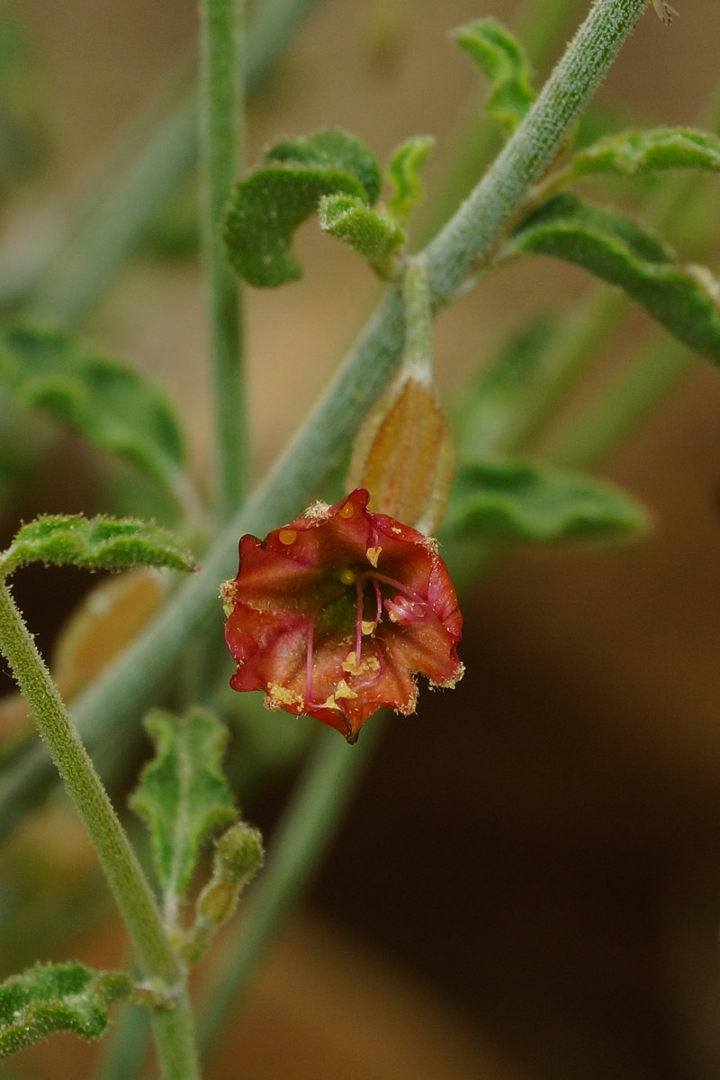 Acleisanthes undulata photo 2