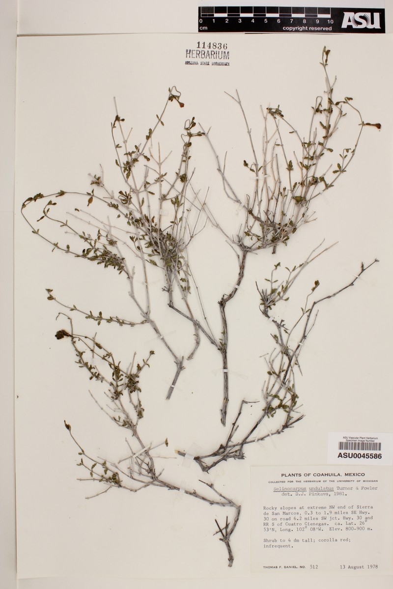 Acleisanthes undulata photo 3