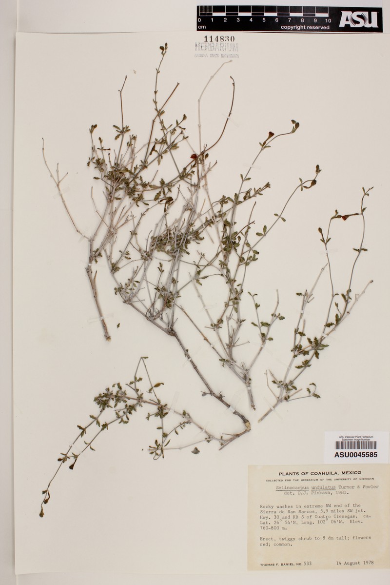 Acleisanthes undulata photo 4