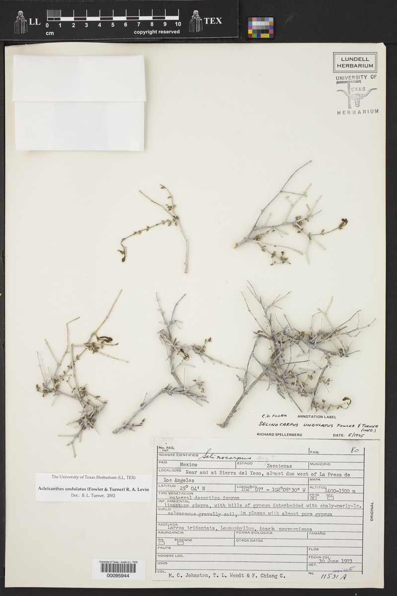Acleisanthes undulata photo 5