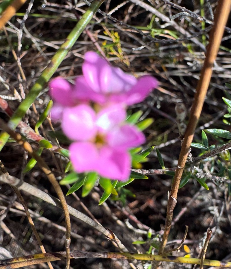 Acmadenia alternifolia