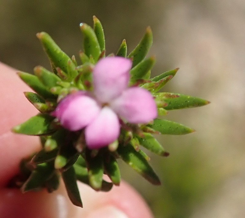 Acmadenia alternifolia photo 2