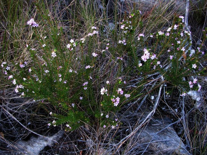 Acmadenia alternifolia photo 3
