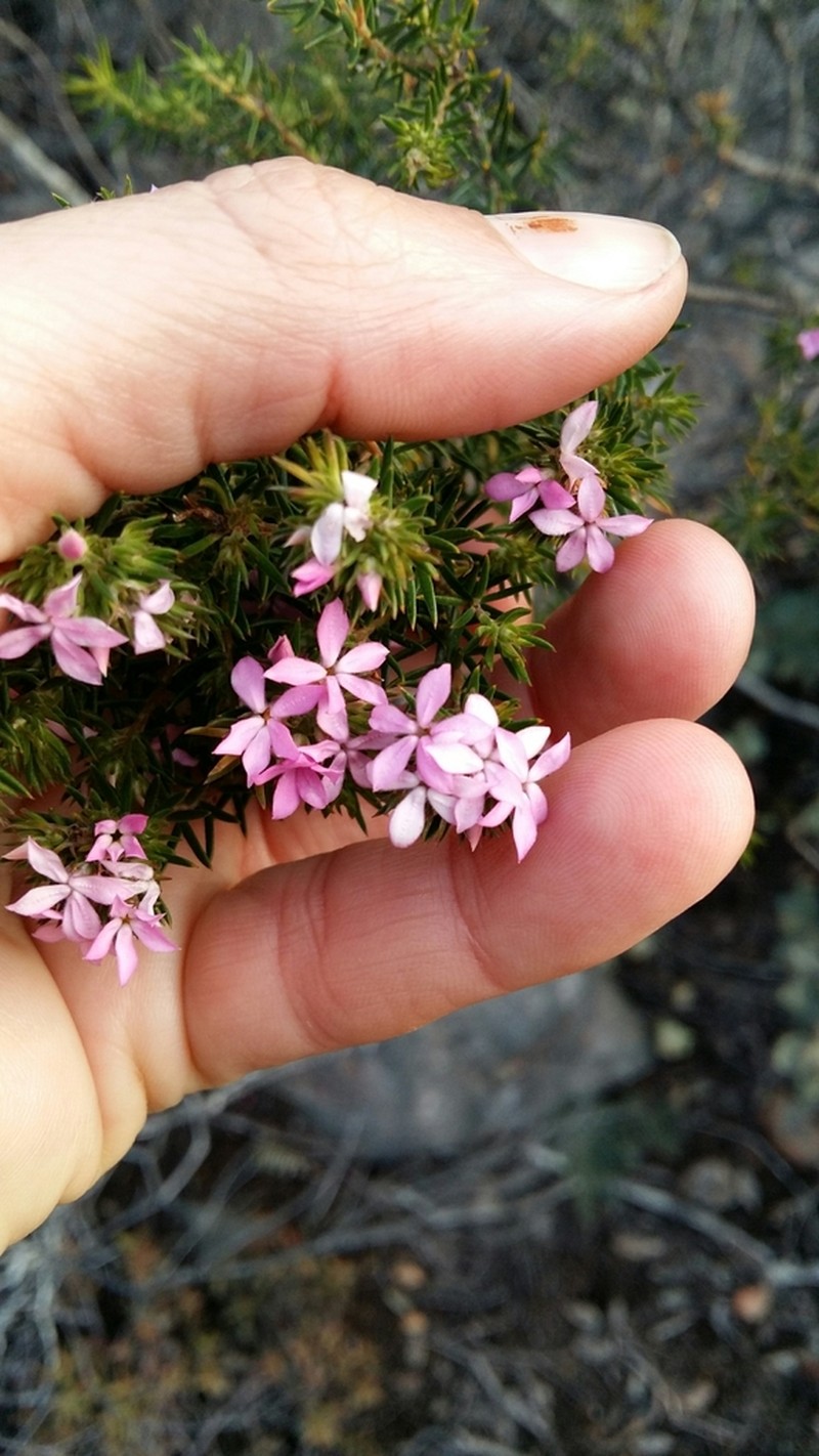 Acmadenia alternifolia photo 4