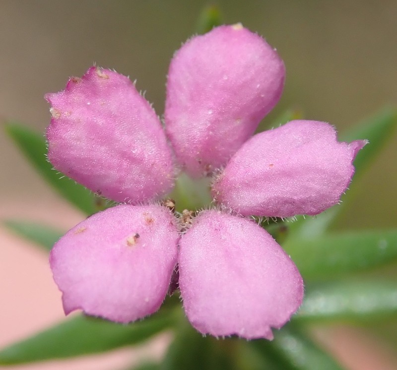 Acmadenia alternifolia photo 5