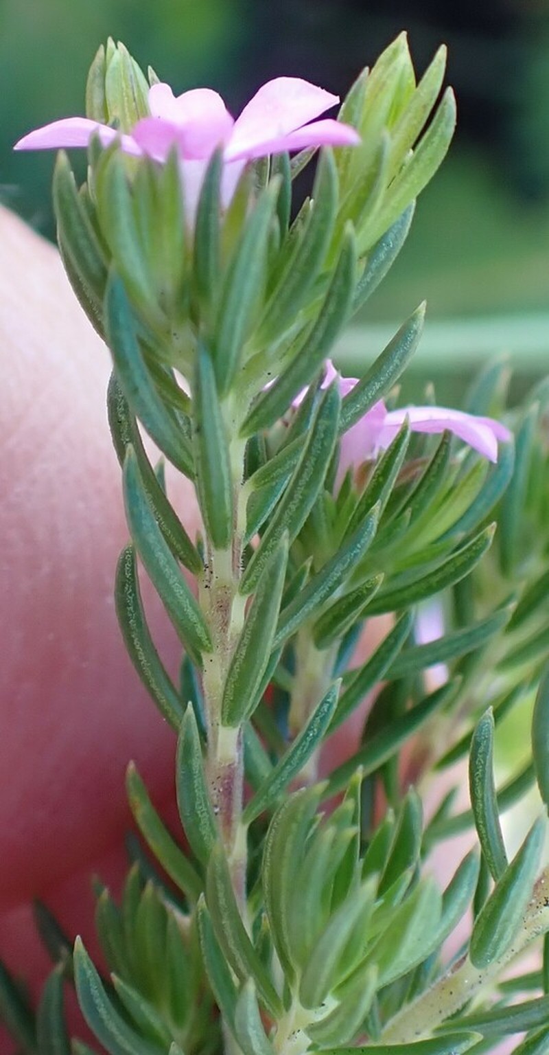 Acmadenia alternifolia photo 6