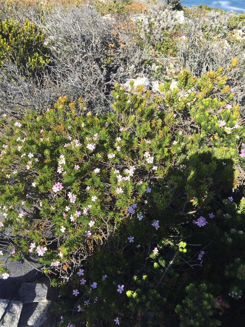 Acmadenia alternifolia photo 7