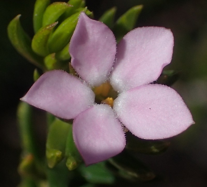 Acmadenia alternifolia photo 8