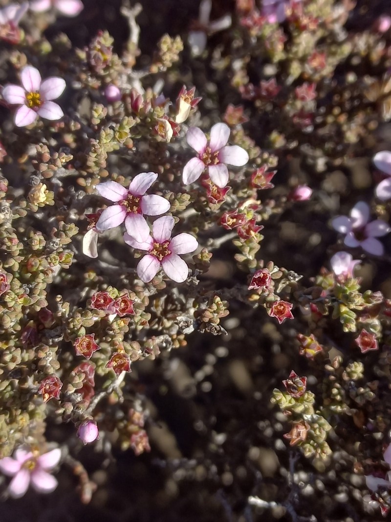 Acmadenia argillophila photo 2