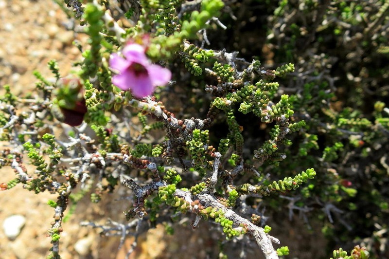 Acmadenia argillophila photo 3