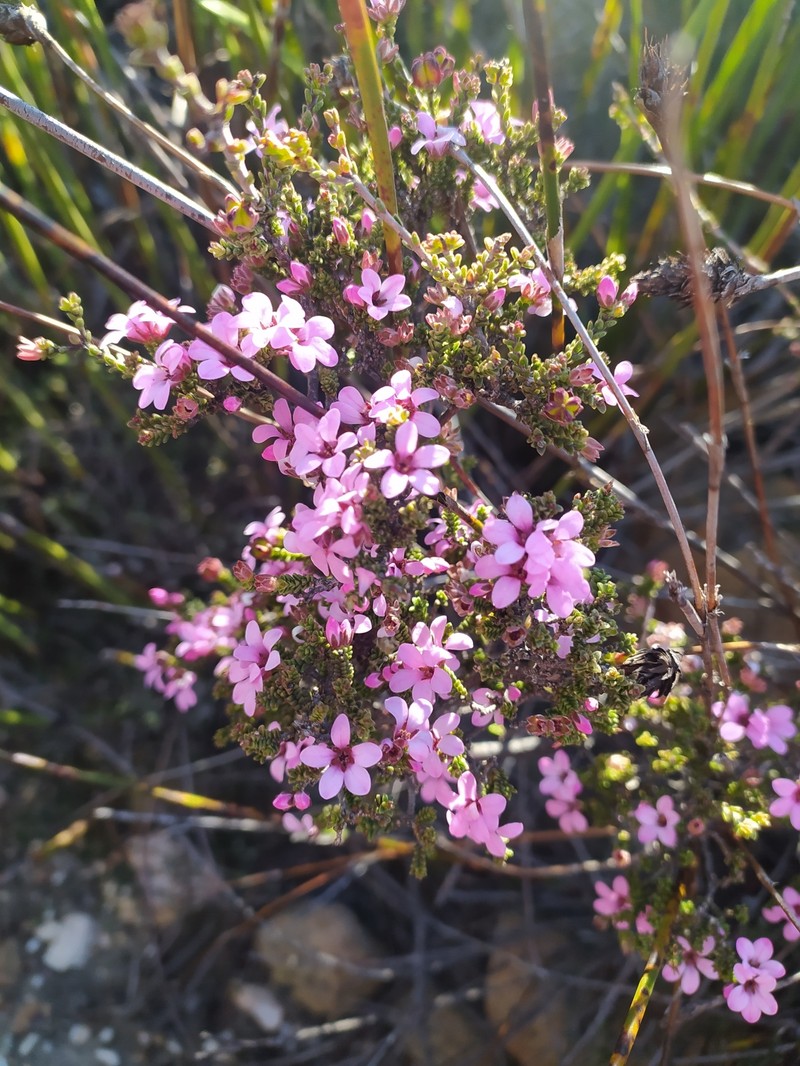 Acmadenia argillophila photo 5