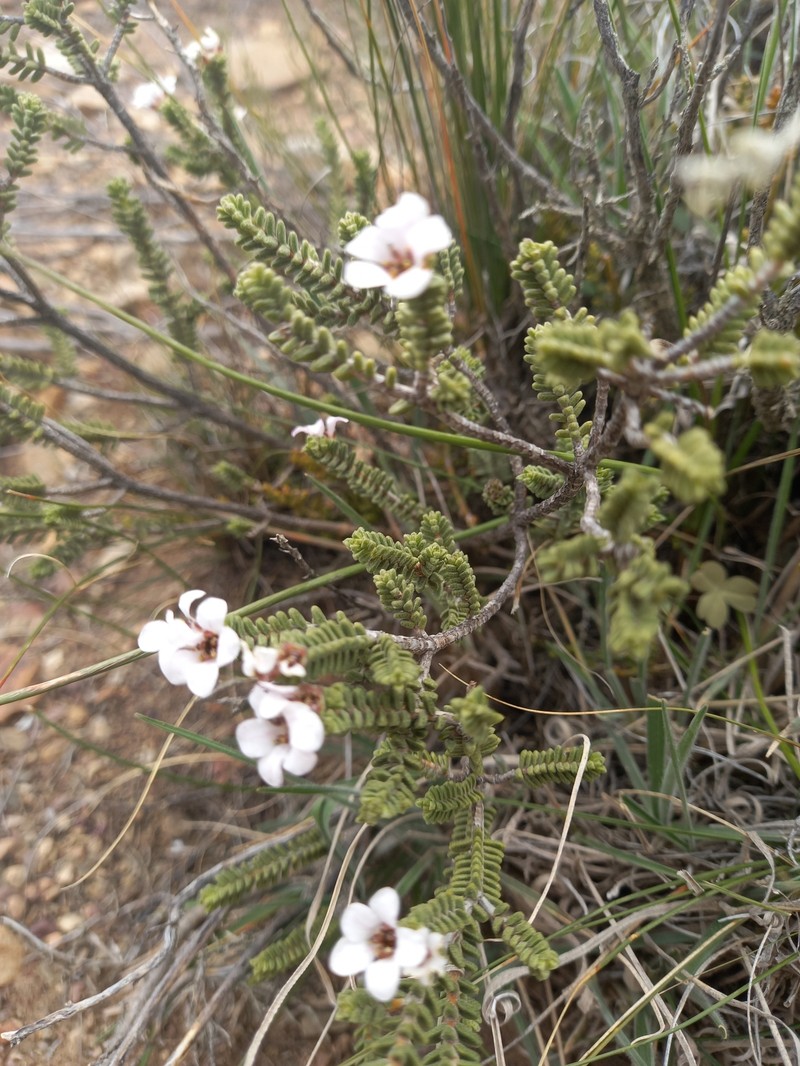 Acmadenia argillophila photo 6