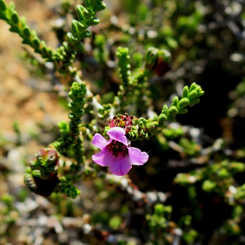 Acmadenia argillophila photo 7