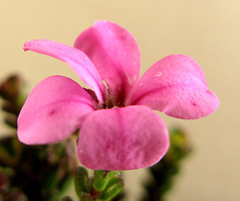 Acmadenia baileyensis