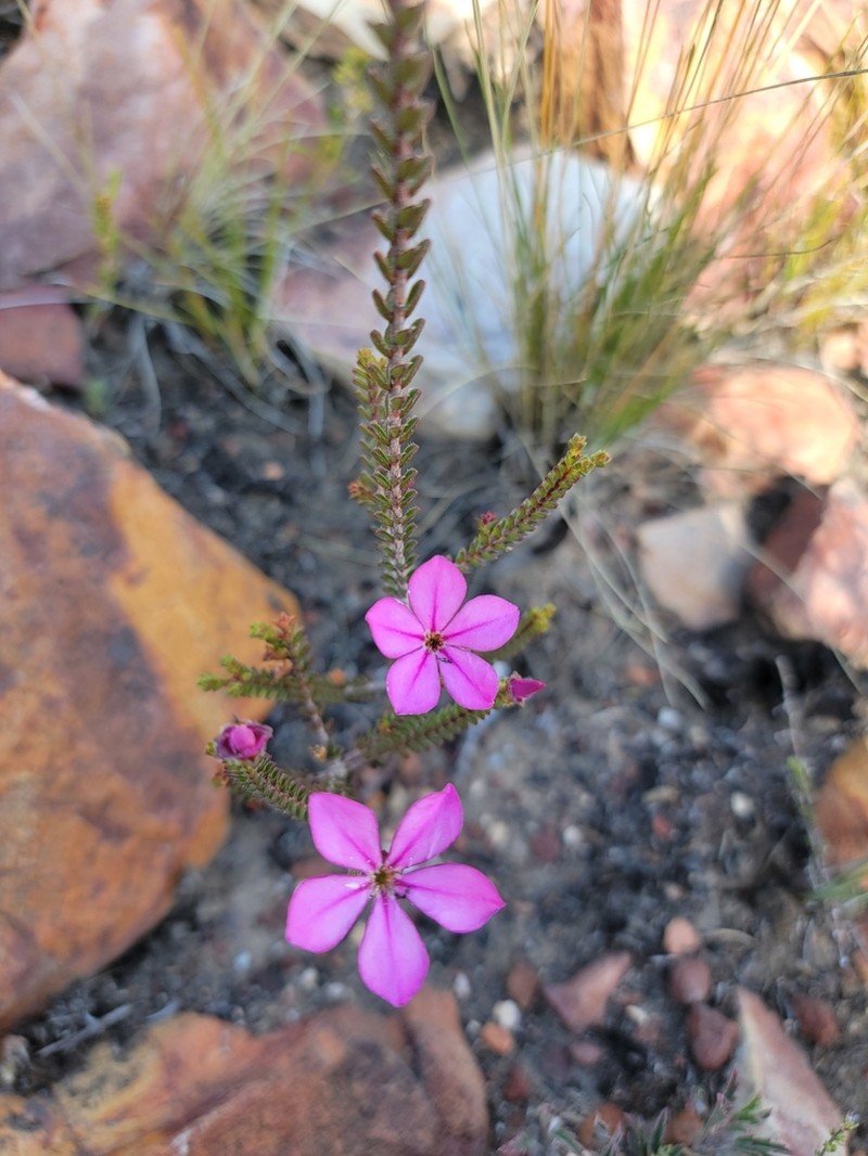 Acmadenia baileyensis photo 2