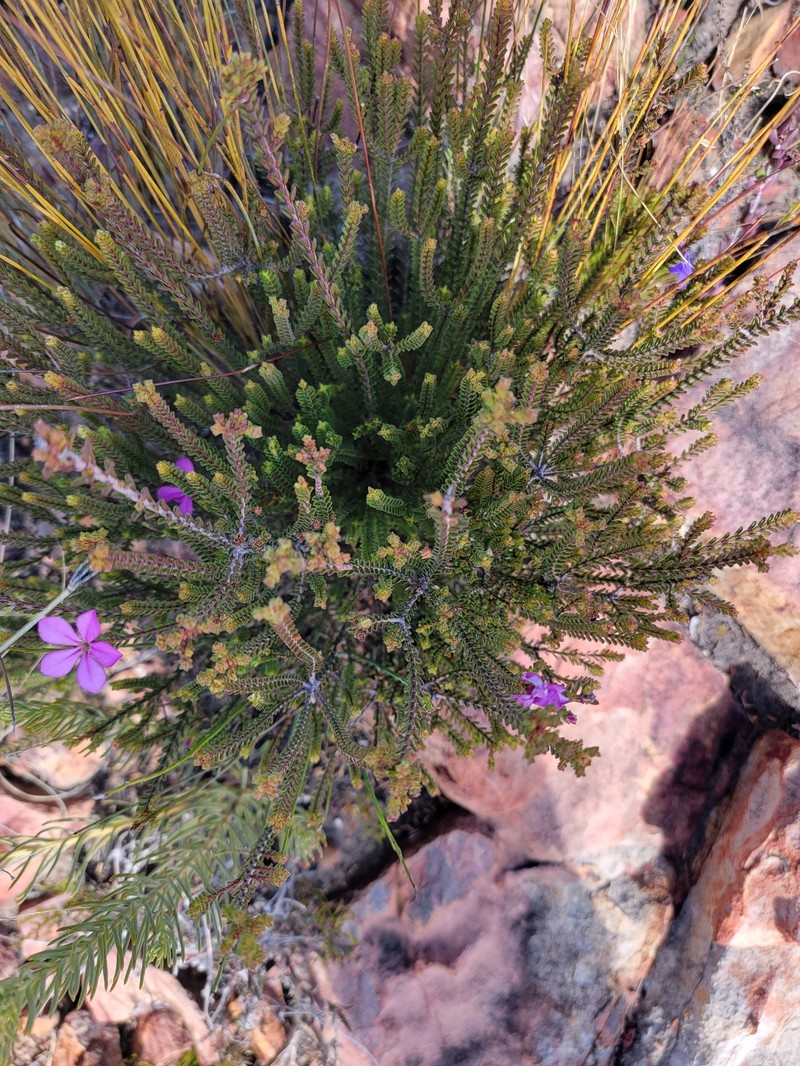 Acmadenia baileyensis photo 3