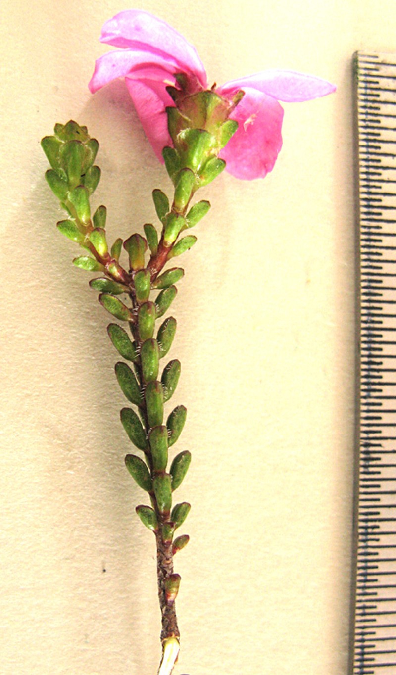 Acmadenia baileyensis photo 4