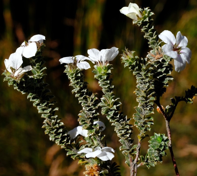 Acmadenia bodkinii