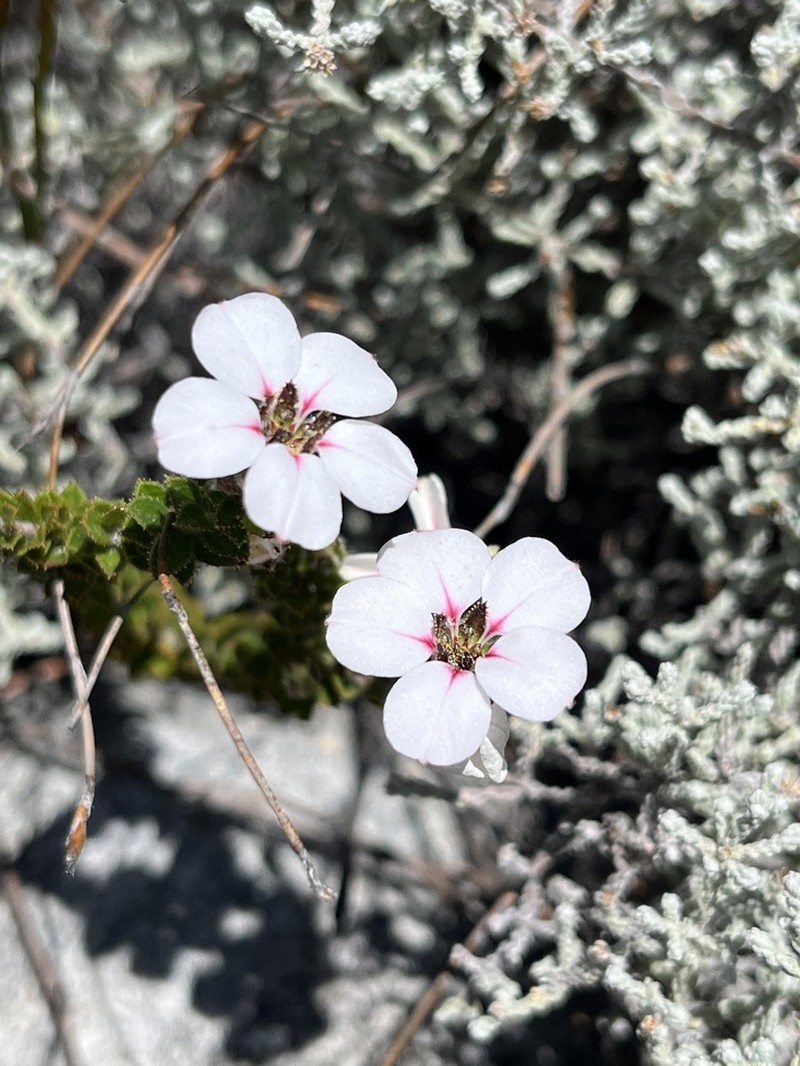 Acmadenia bodkinii photo 2