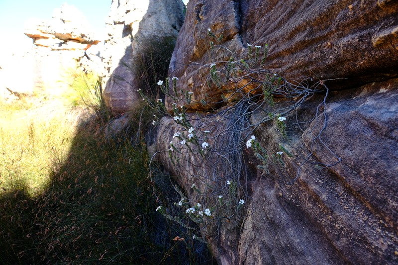Acmadenia bodkinii photo 3