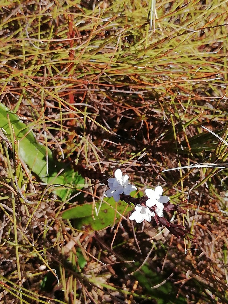 Acmadenia candida