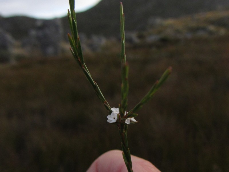Acmadenia candida photo 2
