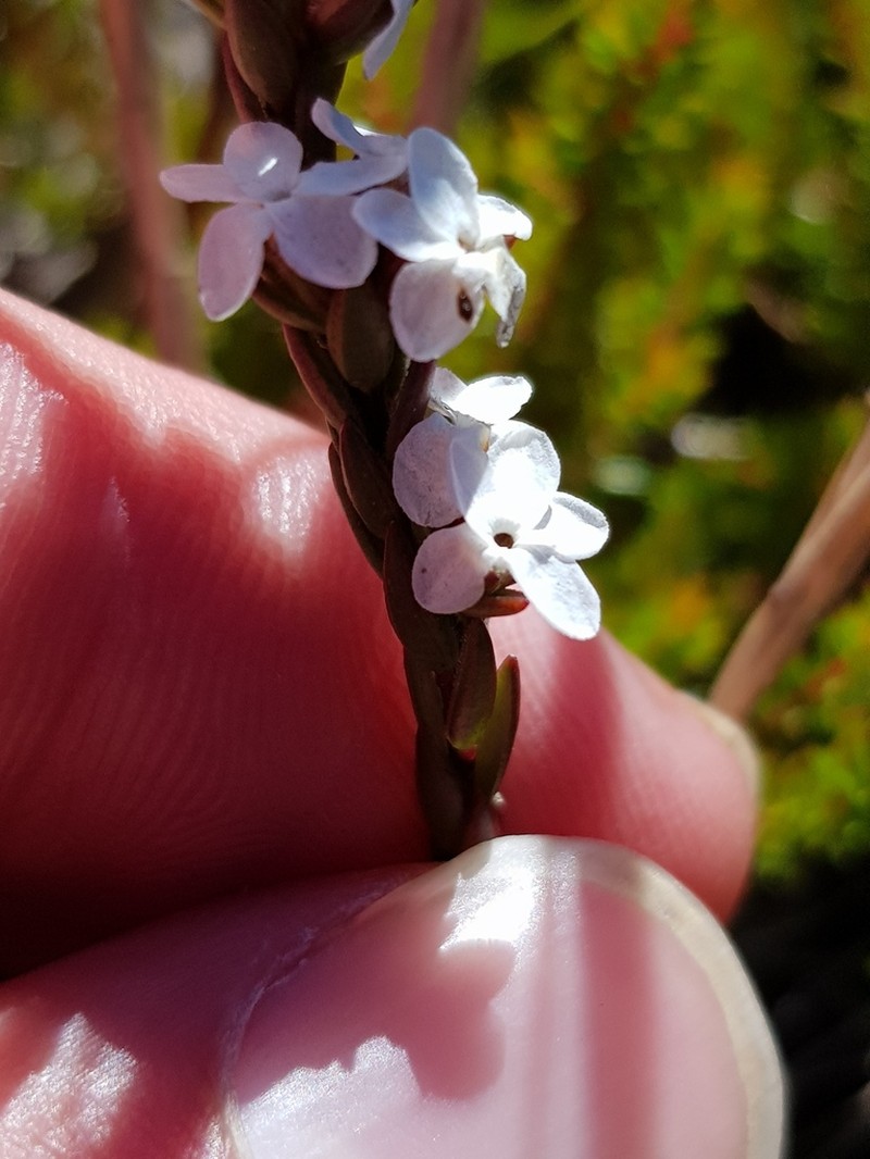 Acmadenia candida photo 3
