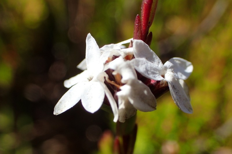 Acmadenia candida photo 4
