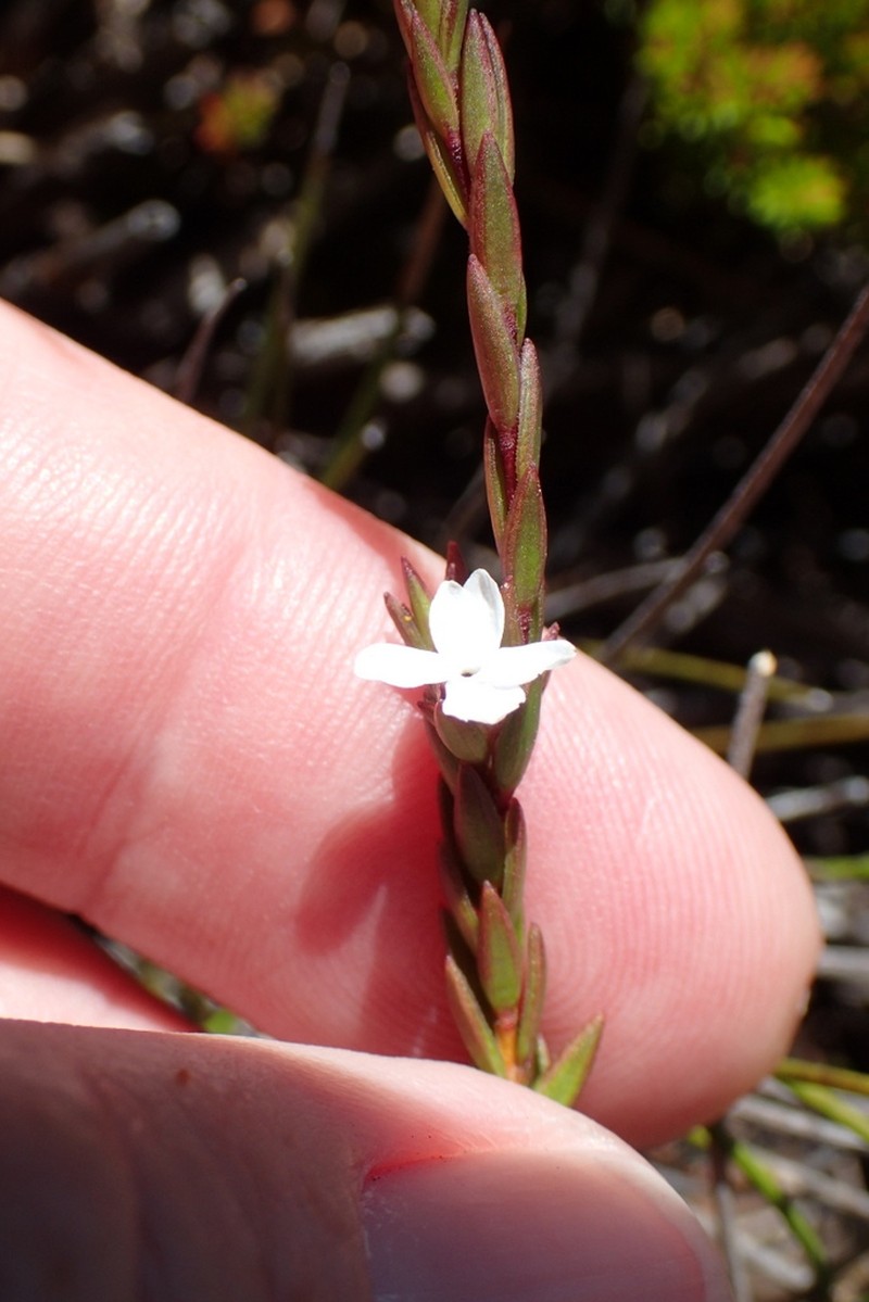 Acmadenia candida photo 5