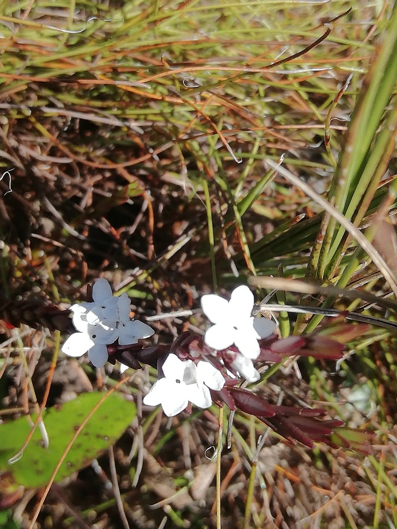 Acmadenia candida photo 6