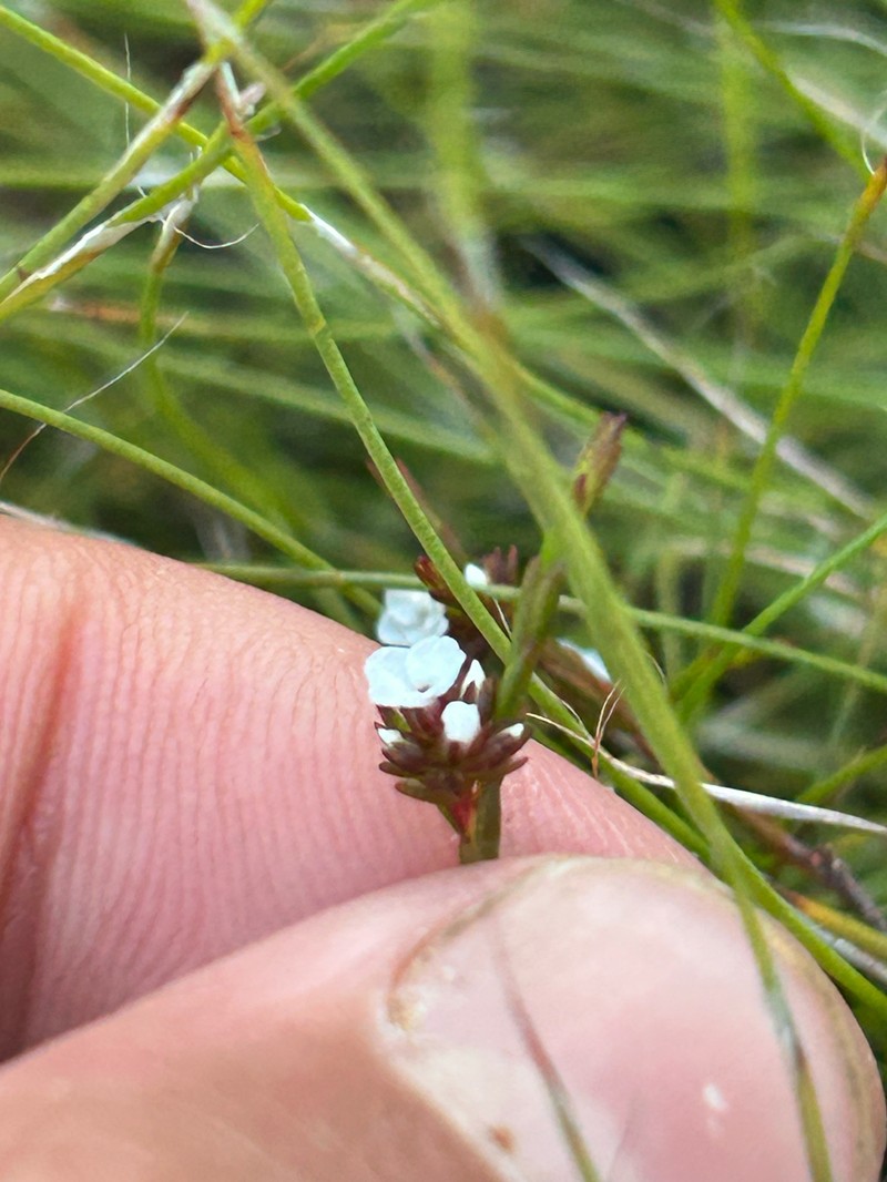 Acmadenia candida photo 8