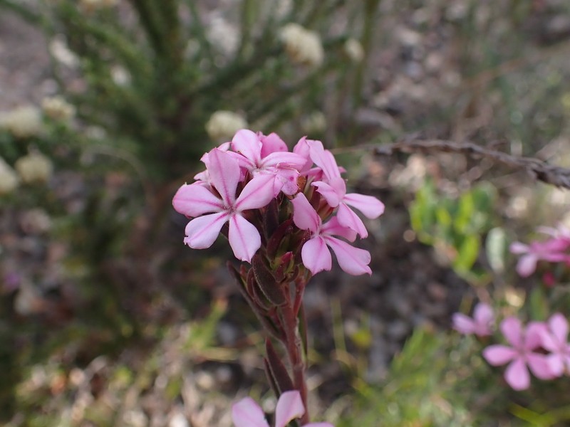 Acmadenia densifolia