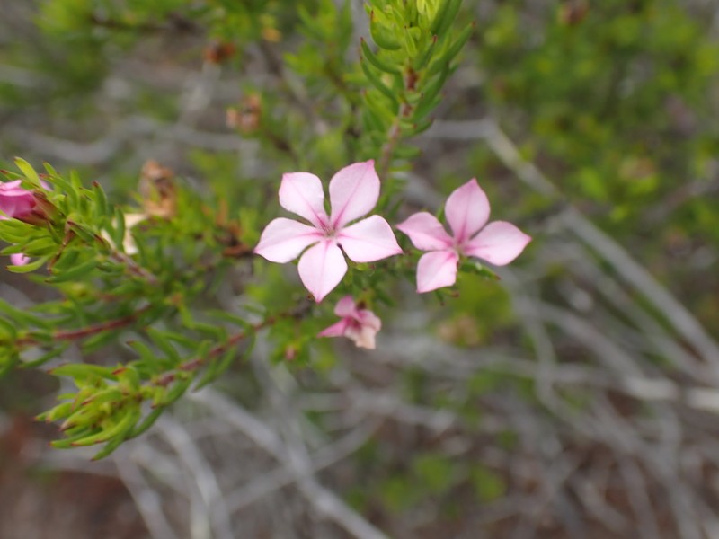 Acmadenia densifolia photo 2
