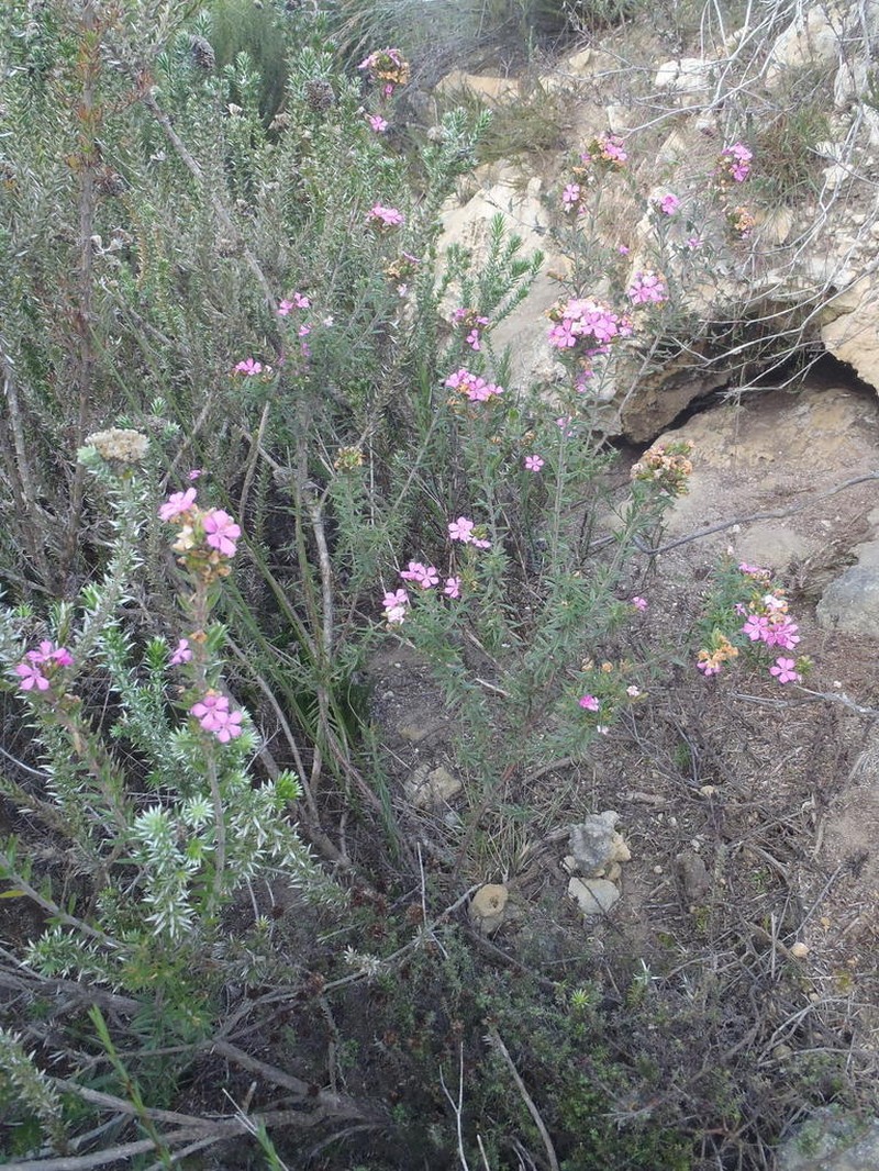 Acmadenia densifolia photo 3
