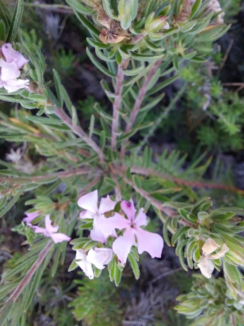 Acmadenia densifolia photo 4