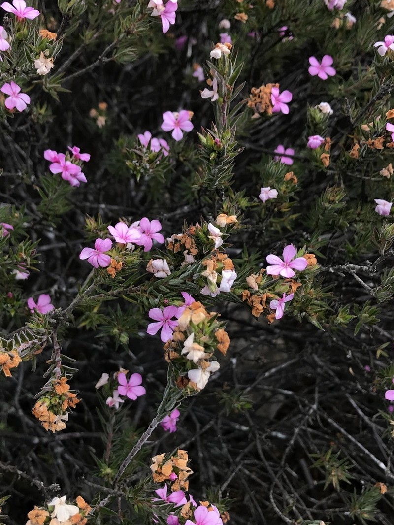 Acmadenia densifolia photo 5