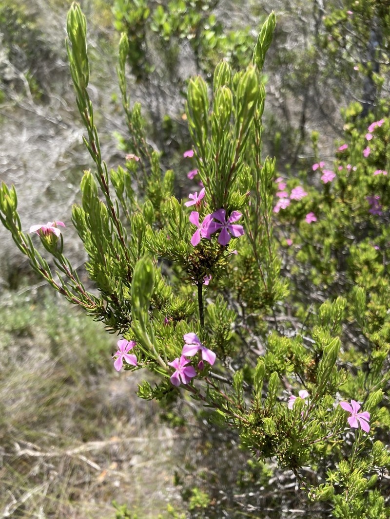 Acmadenia densifolia photo 6