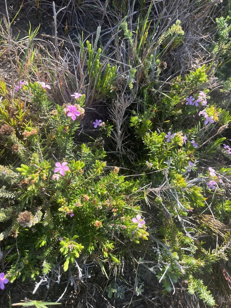 Acmadenia densifolia photo 7