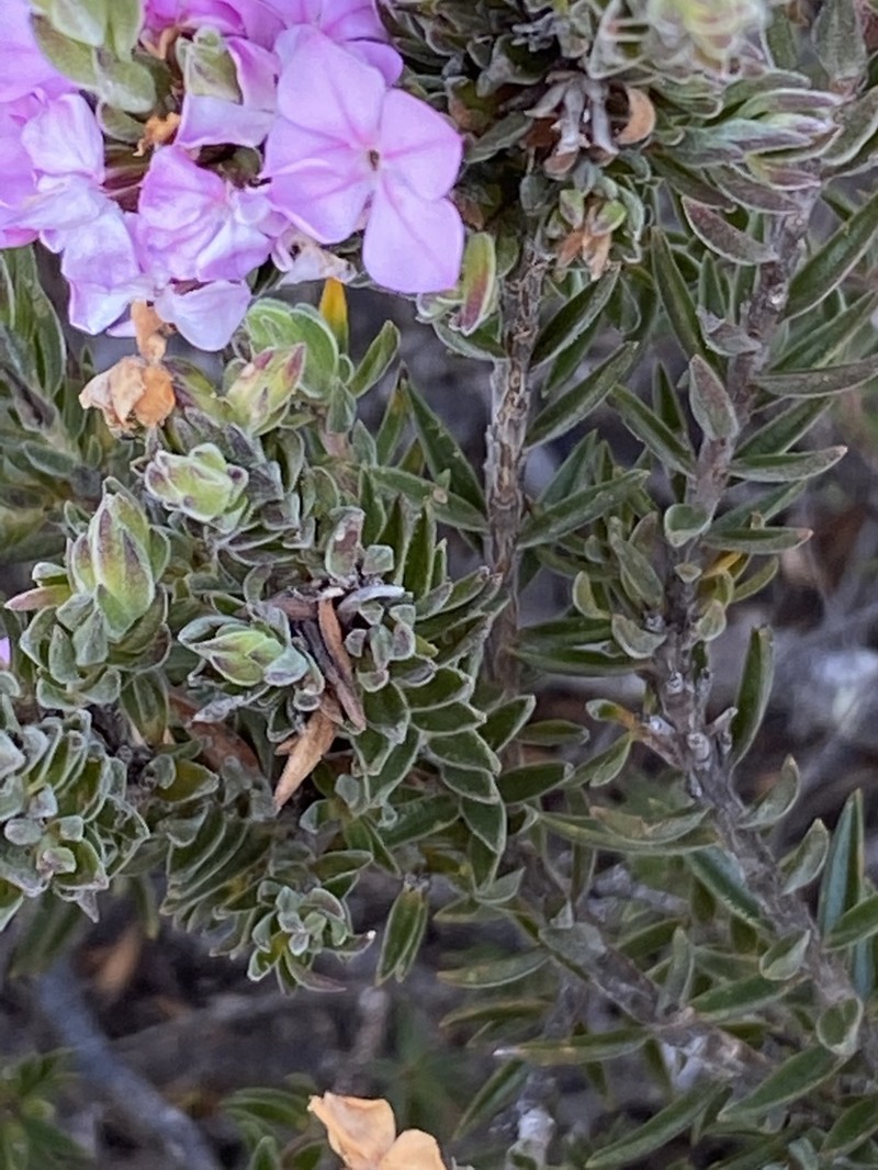 Acmadenia densifolia photo 8
