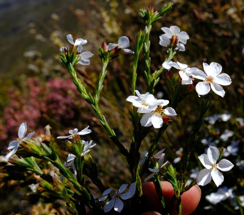 Acmadenia faucitincta