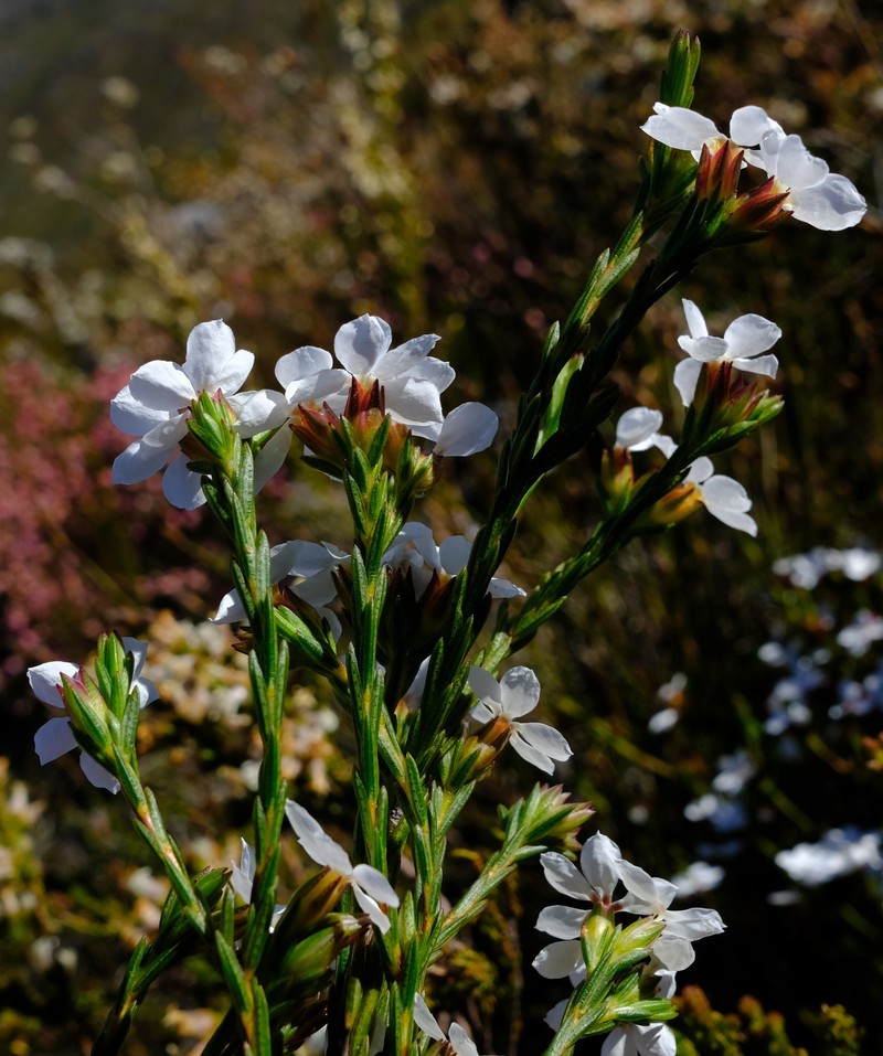 Acmadenia faucitincta photo 2