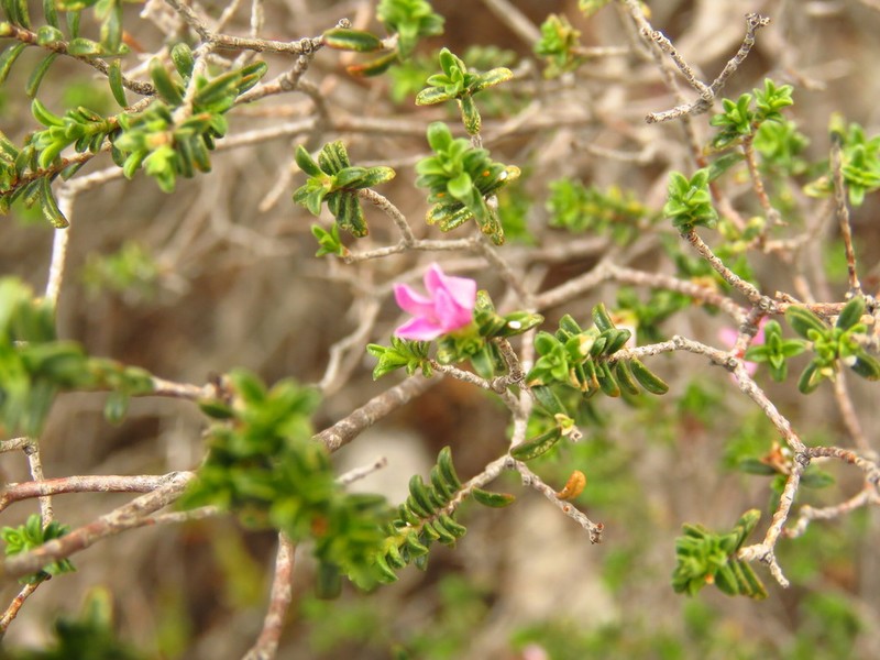 Acmadenia fruticosa photo 2